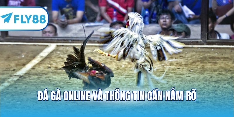 Đá gà online và thông tin cần nắm rõ