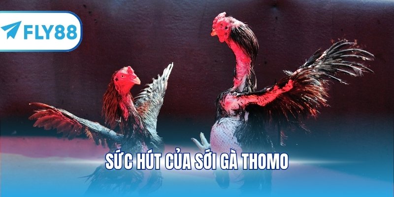 Sức hút của sới gà Thomo